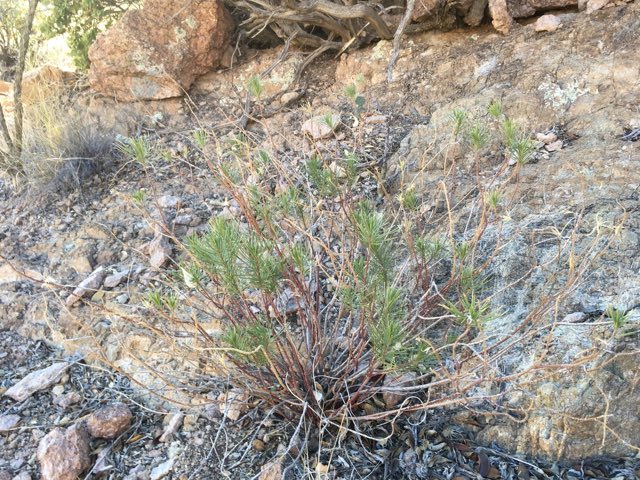 Pineneedle Milkweed (Asclepias linaria). Pineneedle Milkweed photographed in Hidalgo County, US-NM, US