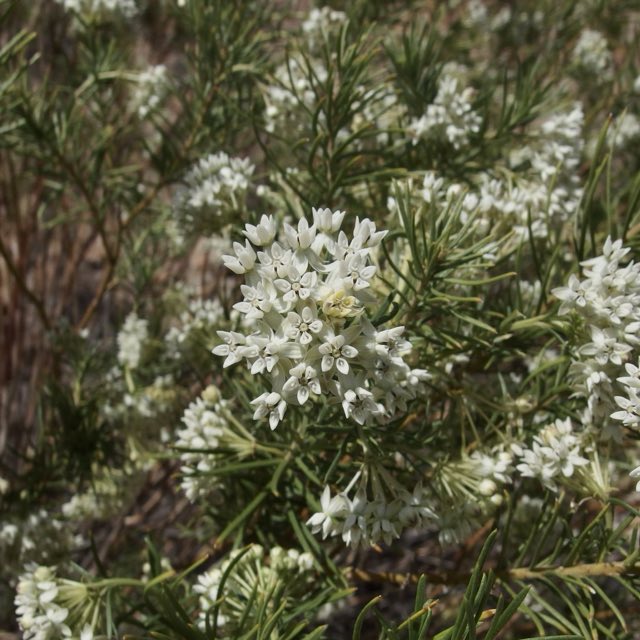 Pineneedle Milkweed (Asclepias linaria). Pineneedle Milkweed photographed in Santa Cruz County, AZ, USA