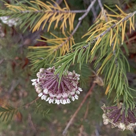 Pineneedle Milkweed (Asclepias linaria) in flower