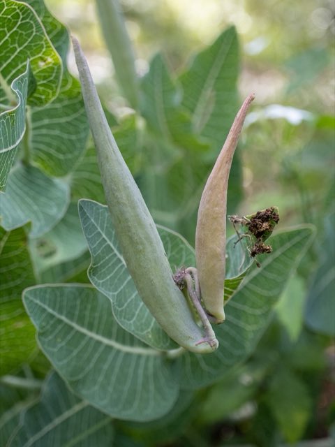 Pinewoods Milkweed (Asclepias humistrata). Asclepias humistrata 269716275