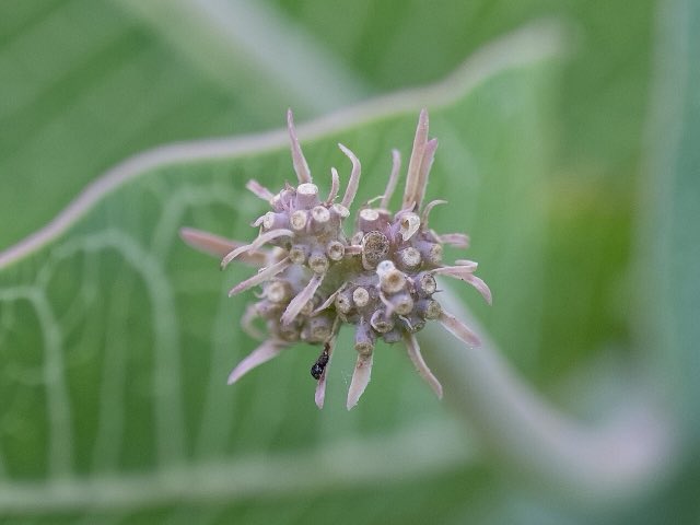 Pinewoods Milkweed (Asclepias humistrata). Asclepias humistrata 269716282