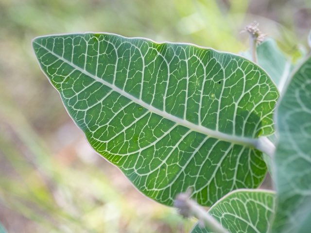 Pinewoods Milkweed (Asclepias humistrata). Asclepias humistrata 269716288