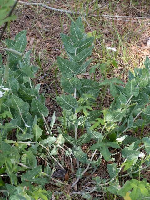 Pinewoods Milkweed (Asclepias humistrata). Asclepias humistrata 269716321