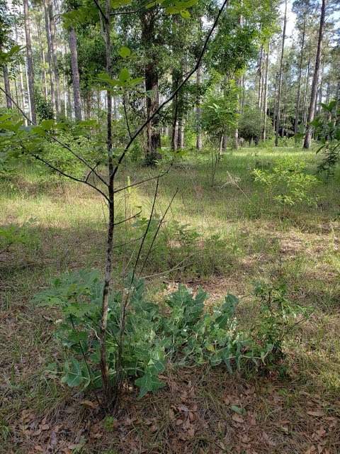 Pinewoods Milkweed (Asclepias humistrata). Asclepias humistrata 269716754