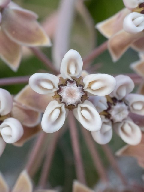 Pinewoods Milkweed (Asclepias humistrata). Asclepias humistrata 260660145