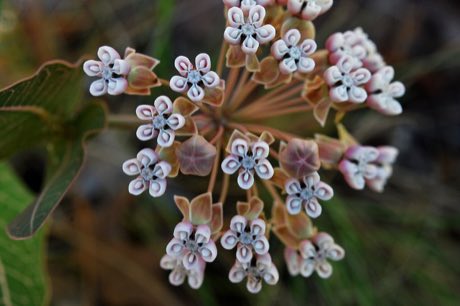 Pinewoods Milkweed (Asclepias humistrata) in flower