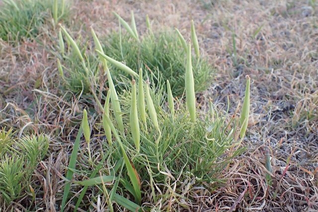 Plains Milkweed (Asclepias pumila). Asclepias pumila kz01