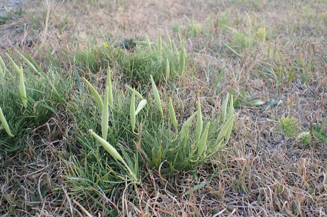 Plains Milkweed (Asclepias pumila). Asclepias pumila kz02