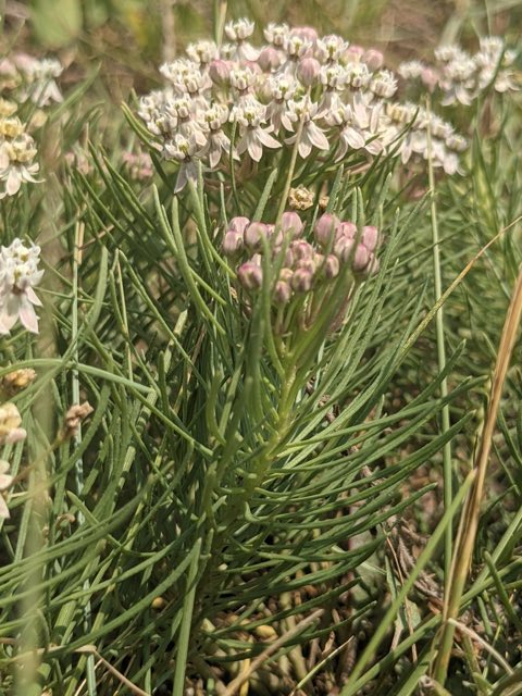 Plains Milkweed (Asclepias pumila). Plains Milkweed photographed in Burns Ranch, Fort Collins, CO 80526, USA