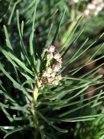 Plains Milkweed (Asclepias pumila) in flower