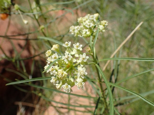 Poison Milkweed (Asclepias subverticillata). Asclepias subverticillata kz02