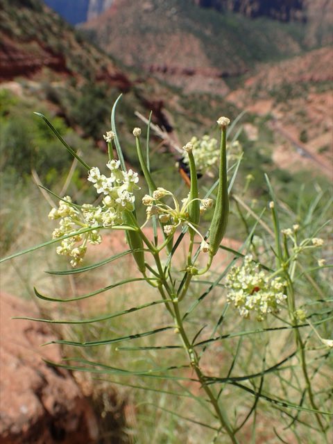 Poison Milkweed (Asclepias subverticillata). Asclepias subverticillata kz03