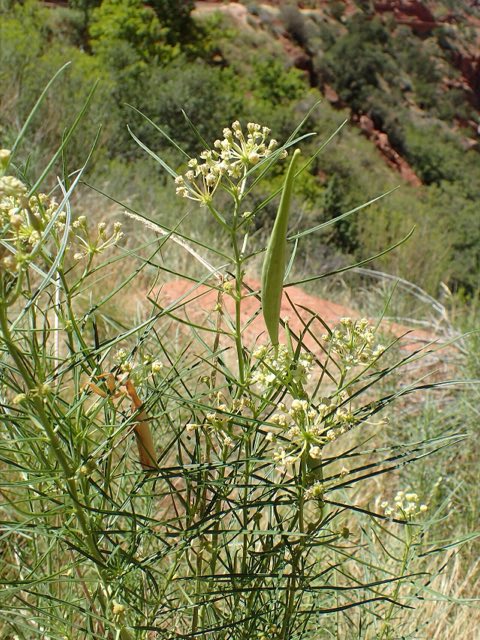 Poison Milkweed (Asclepias subverticillata). Asclepias subverticillata kz05