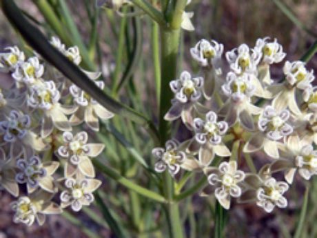 Poison Milkweed (Asclepias subverticillata) in flower
