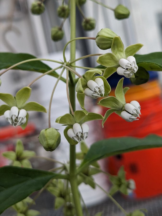 Poke Milkweed (Asclepias exaltata). Asclepias exaltata flower