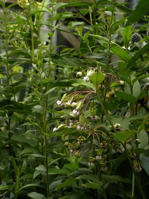 Poke Milkweed (Asclepias exaltata). Asclepias exaltata (4804173691)