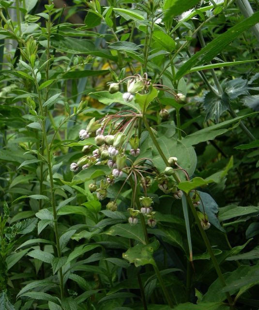 Poke Milkweed (Asclepias exaltata). Asclepias exaltata (4804165729)