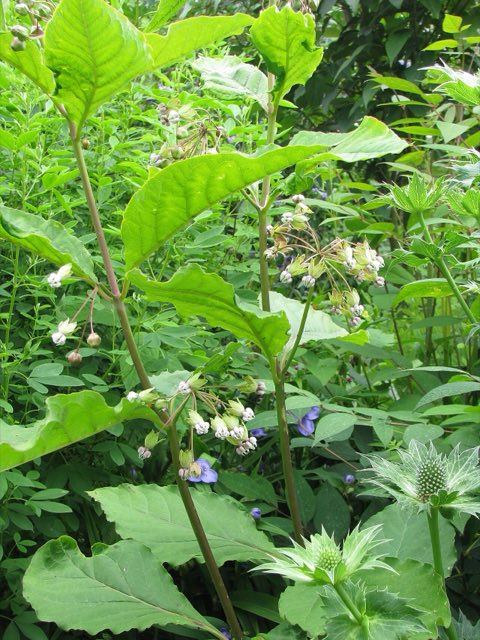 Poke Milkweed (Asclepias exaltata). Asclepias exaltata (7487165508)