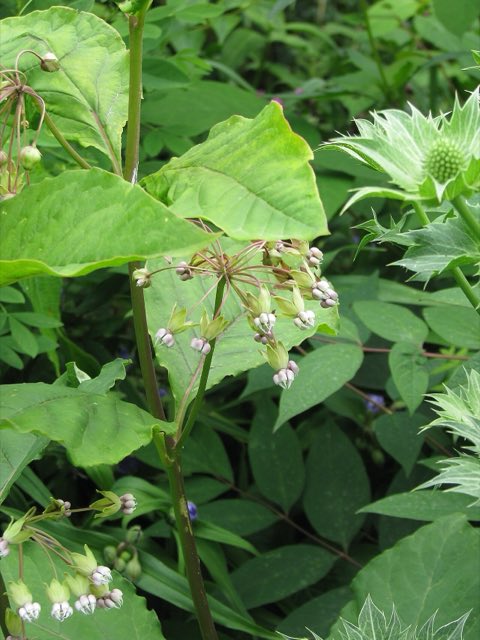 Poke Milkweed (Asclepias exaltata). Asclepias exaltata (7487169598)