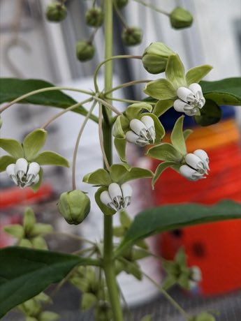 Poke Milkweed (Asclepias exaltata) in flower