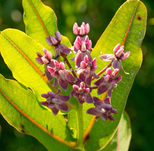 Prairie Milkweed (Asclepias sullivantii). Prairie Milkweed (Asclepias sullivantii) - 28366153785