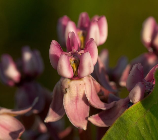 Prairie Milkweed (Asclepias sullivantii). Prairie Milkweed (Asclepias sullivantii)