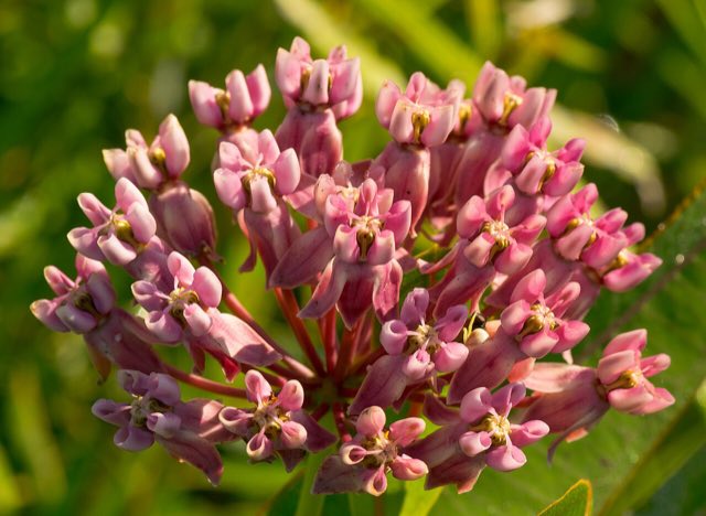 Prairie Milkweed (Asclepias sullivantii). Prairie Milkweed (Asclepias sullivantii) - 28287343981