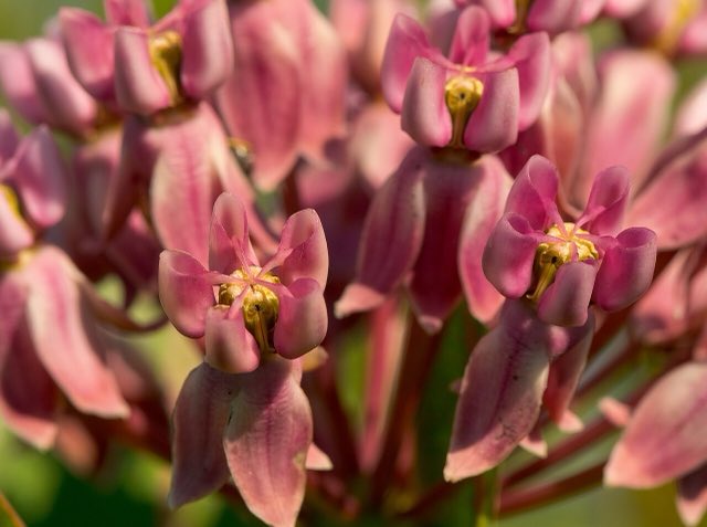 Prairie Milkweed (Asclepias sullivantii). Prairie Milkweed (Asclepias sullivantii) - 28262660652