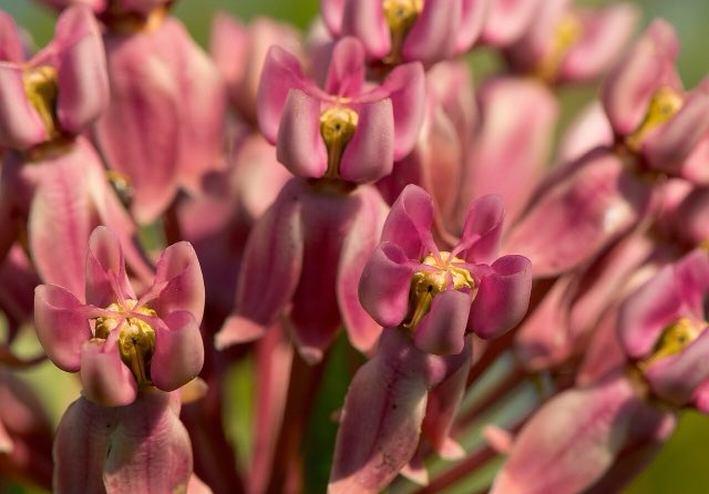 Prairie Milkweed (Asclepias sullivantii). Prairie Milkweed (Asclepias sullivantii) - 28083645100