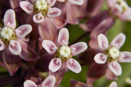 Prairie Milkweed (Asclepias sullivantii) in flower