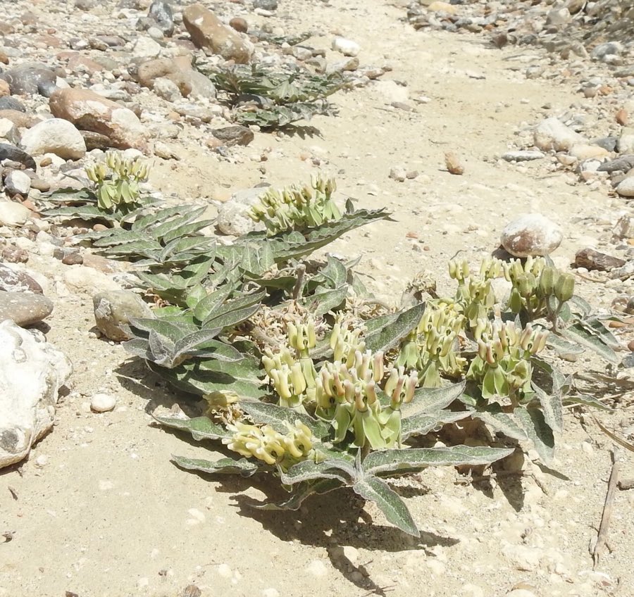 Prostrate Milkweed (Asclepias prostrata). Asclepias prostrata in habitat
