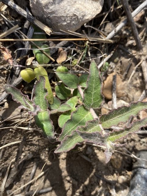 Prostrate Milkweed (Asclepias prostrata). Prostrate Milkweed photographed in Texas, US