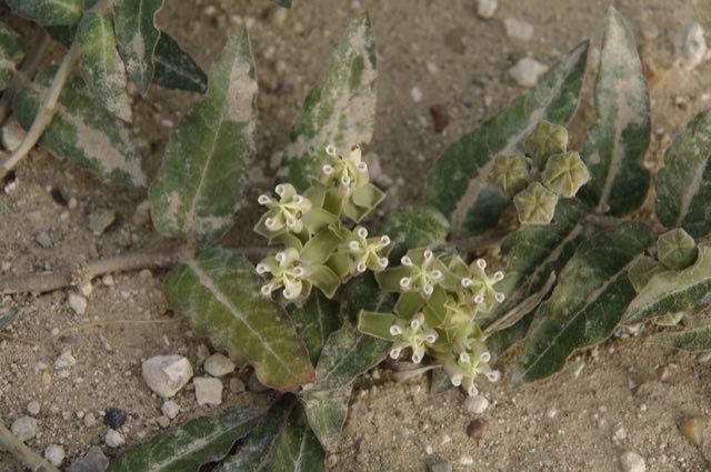 Prostrate Milkweed (Asclepias prostrata). Prostrate Milkweed photographed in Texas, US