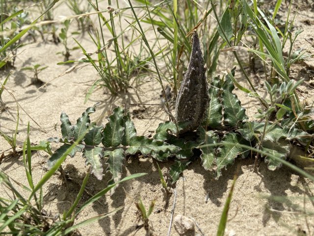Prostrate Milkweed (Asclepias prostrata). Prostrate Milkweed photographed in Texas, US