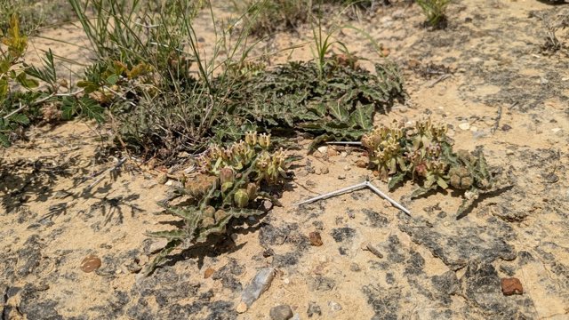 Prostrate Milkweed (Asclepias prostrata). Prostrate Milkweed photographed in Texas, US