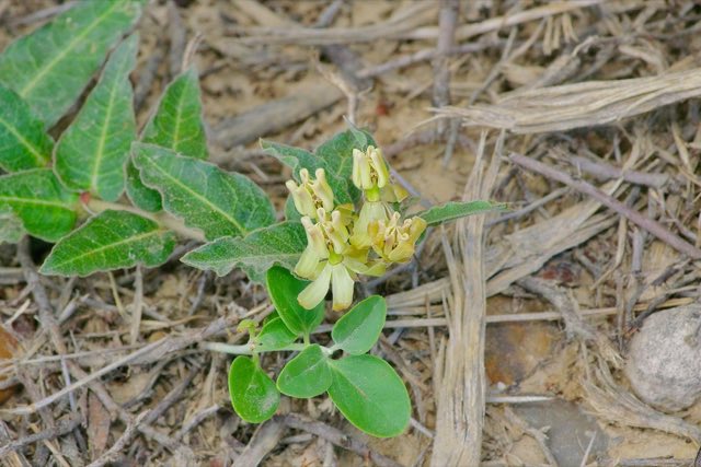Prostrate Milkweed (Asclepias prostrata). Prostrate Milkweed photographed in Texas, US