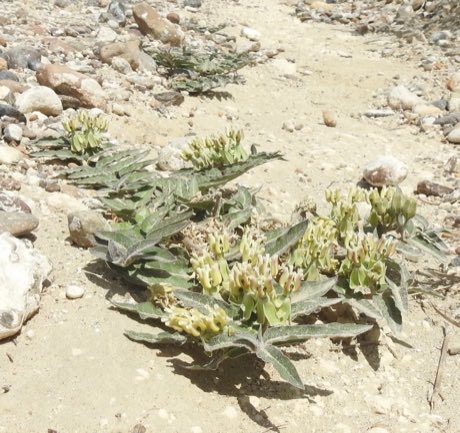 Prostrate Milkweed (Asclepias prostrata) in flower