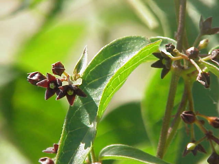 Purple Milkweed (Asclepias purpurascens). Asclepias purpurascens1