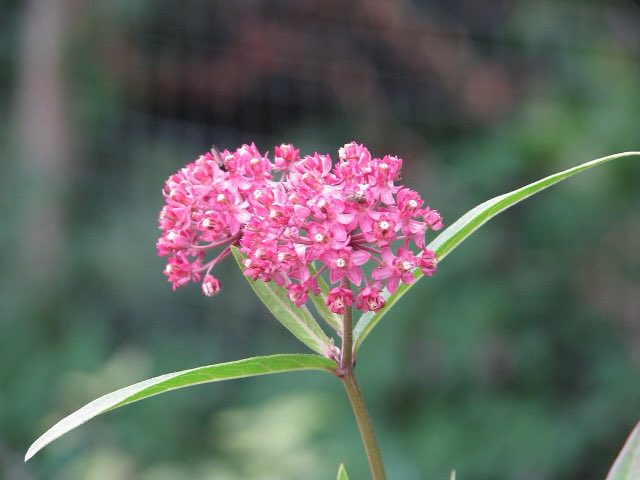 Purple Milkweed (Asclepias purpurascens). Asclepias purpurascens - Flickr - peganum