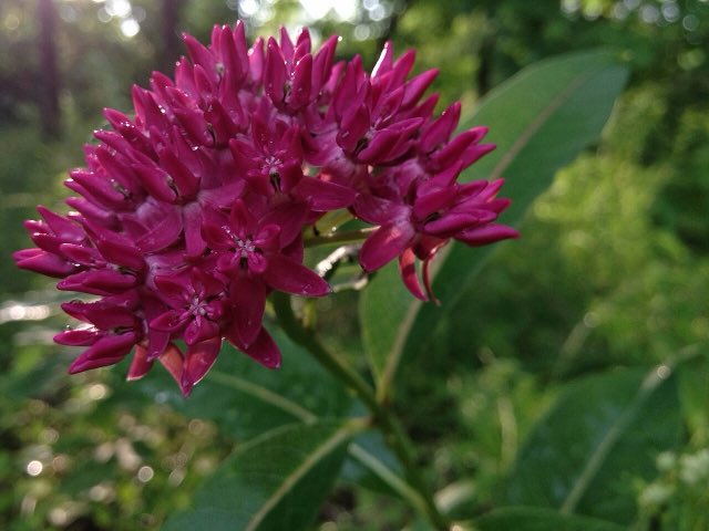 Purple Milkweed (Asclepias purpurascens). Asclepias purpurascens - Flickr - FritzFlohrReynolds