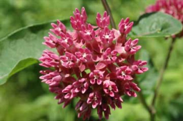 Purple Milkweed (Asclepias purpurascens). Purple milkweed flowers