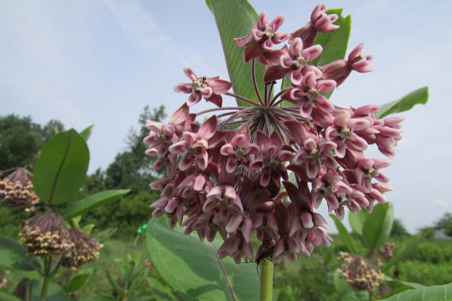 Purple Milkweed (Asclepias purpurascens). Flower -Milkweed 095