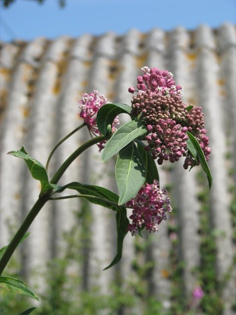 Purple Milkweed (Asclepias purpurascens). Asclepias cf. purpurascens (9344316398)