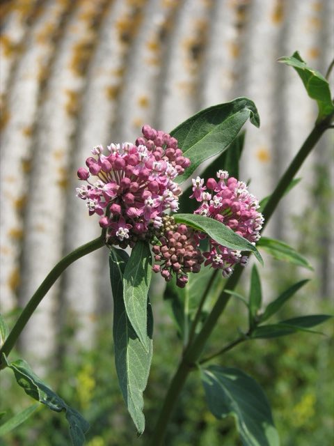 Purple Milkweed (Asclepias purpurascens). Asclepias cf. purpurascens (9344315350)