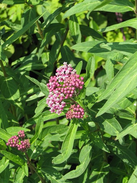 Red Milkweed (Asclepias rubra). Asclepias rubra (9341530955)