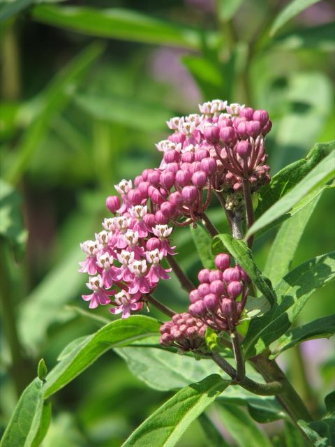 Red Milkweed (Asclepias rubra). Asclepias rubra (9341532801)