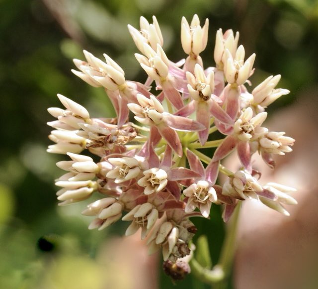 Red Milkweed (Asclepias rubra). Asclepias rubra - 51308144212