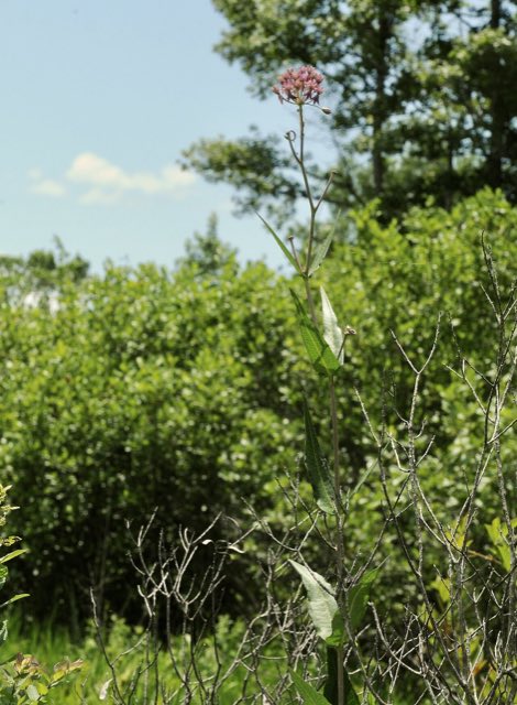 Red Milkweed (Asclepias rubra). Asclepias rubra - 51308140137