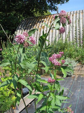 Red Milkweed (Asclepias rubra) in flower
