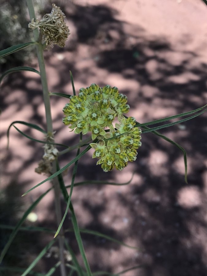 Rusby’s Milkweed (Asclepias rusbyi). Rusby’s Milkweed photographed in Canyonlands National Park, San Juan County, US-UT, US
